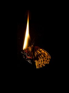 Brændende sommerfugl 6, 2013 (Lambda print) af Mat Collishaw