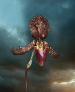 Infektiøse blomster, orkidé 2, 2005 (C-type print) af Mat Collishaw