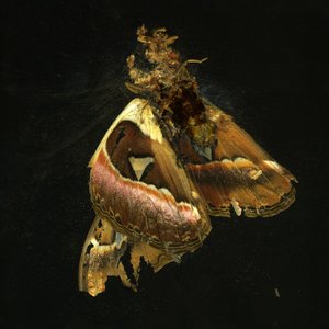 Insekticid 11, 2006 (C-type fotografi)