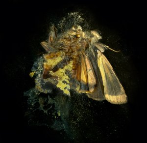 Insekticid 12, 2006 (C-type fotografi) af Mat Collishaw