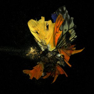 Insekticid 13, 2009 (C-type fotografi) af Mat Collishaw