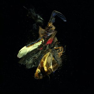 Insekticid 18, 2009 (C-type fotografi) af Mat Collishaw