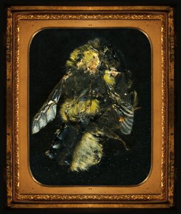 Insekticid 2, 2006 (C-type fotografi) af Mat Collishaw
