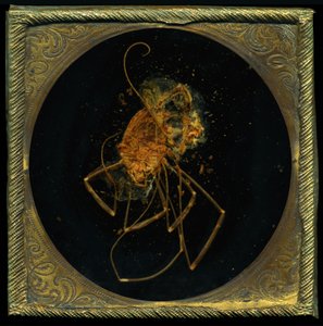 Insekticid 5, 2006 (C-type fotografi) af Mat Collishaw
