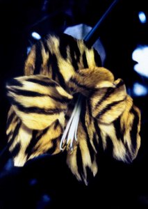 Tigerskindslilje af Mat Collishaw