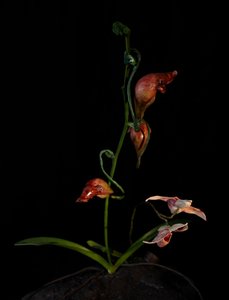 Venal Muse, Lafage, 2012 (Harpiks, emaljemaling, træ, glas, stål) af Mat Collishaw