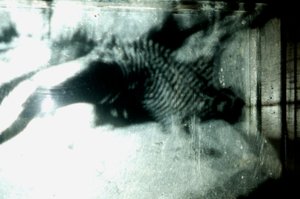 Wormery, 2009 (Træ, glas, stål, projektor og afspiller) af Mat Collishaw