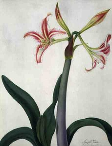Amaryllis Vitata (akvarel og gouache over blyant på pergament)