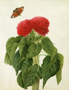 Celosia Argentea Cristata og sommerfugl (wc og gouache over blyant på pergament)