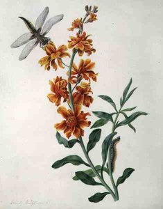 Erysimum Cheiri med guldsmede og larve (akvarel og gouache over blyant på vellum) af Matilda Conyers