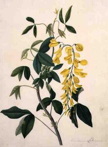 Laburnum Anagyroides (gouache over blyant på pergament)
