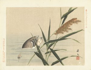 Dykkerand ved siv Blomster- og fugleskitser fra Keibun - del tre (serietitel) Keibun kacho gafu kohen (serietitel på objekt) af Matsumura Keibun