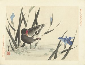 Sohne mellem blå iris Flower and Bird Skitser fra Keibun - del tre (serietitel) Keibun kacho gafu kohen (serietitel om objekt)