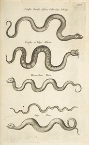 Fane II, Snakes, Illustration fra fra 