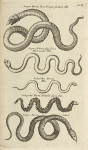 Fane IX, Sea Snakes, Illustration fra fra 