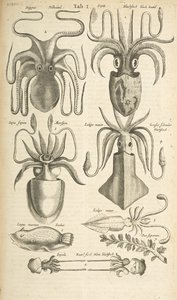Fane I, blæksprutte, Illustration fra fra 