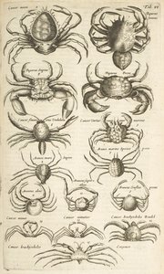 Fane VI, Krabber, Illustration fra af Mattaus the Younger Merian