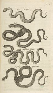 Fane V, Snakes, Illustration fra fra 
