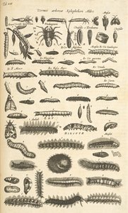 Tab XIX, Caterpillars, Illustration fra fra 