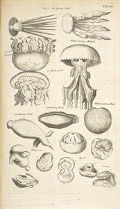 Fane XIX, vandmænd, søagurk og andet havliv, Illustration fra 