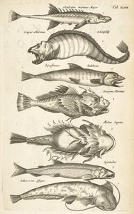 Fane 47, Fiskearter, Illustration fra fra 