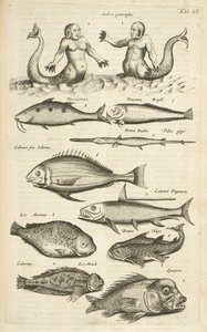 Tab 40, Anthropomorphos; Havfrue; Havmand; Tropical Fish, Illustration fra fra 