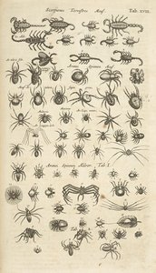 Tab XVIII, terrestriske skorpioner og arachnider, illustration fra 