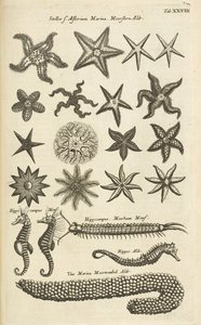 Fane XXVIII, Søstjerner og Søheste, Illustration fra