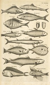 Tab. 33, Spiny fish, Illustration fra fra 