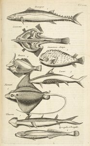 Fane XXXIX, Fiskearter, Illustration fra fra 
