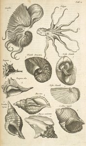 Tab X, blæksprutte og Nautilus skaller, Illustration fra 