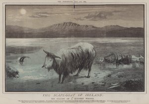 Den irske Scape-ged; eller, The Shadow of a Hundred Wrongs (farve litho) af Matthew
