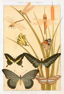 Sommerfugle, pub. 1897. af Maurice Pillard Verneuil