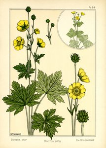 Smørblomsten (farve litho) af Maurice Pillard Verneuil
