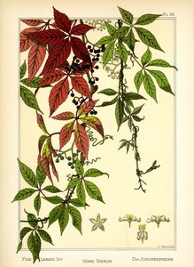 The Five-leaved Ivy (farve litho)
