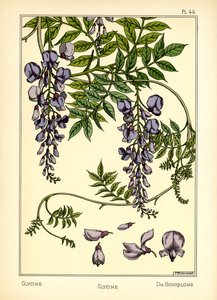 Glycinen (farve litho) af Maurice Pillard Verneuil