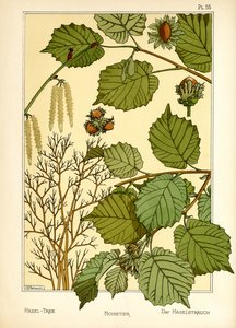 Hasseltræet (farve litho)