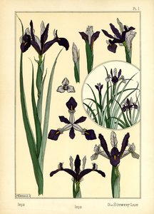 Iris (farve litho) af Maurice Pillard Verneuil