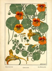 Nasturtium (farve litho)