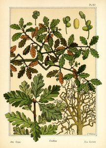 Egen (farve litho) af Maurice Pillard Verneuil