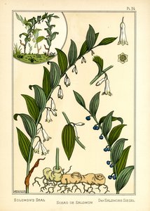 Salomons segl (farve litho)