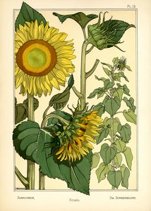 The Sunflower (Color Litho)