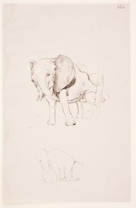 "Weg der Befleckung" - Elefant forretter sin nødtørft. 2 studier af Max Klinger