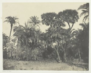 Træ af dadelpalmer og palmetræer Doums, Øvre Egypten, 184951, trykt 1852. af Maxime Du Camp