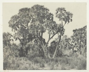 Doum palmer, Øvre Egypten af Maxime Du Camp