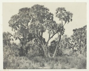 Palmetræer Doums, Øvre Egypten, 184951, trykt 1852. af Maxime Du Camp