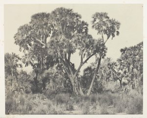 Doum palmer, Øvre Egypten af Maxime Du Camp