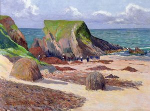 Høst af tang, 1891
