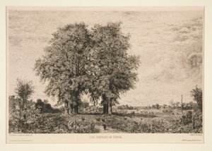 Elms of C?non af Maxime Lalanne