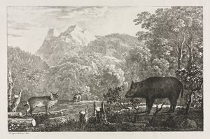 Vildsvin, vildkat og los, 1807. af Maximilian Josef Wagenbauer